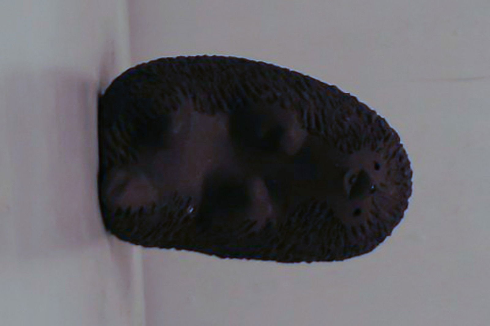 Kähler ceramic figurines, hedgehogs. Designed by Ellen Karlsen, hallmarked. 2 pcs. in stock. - 2