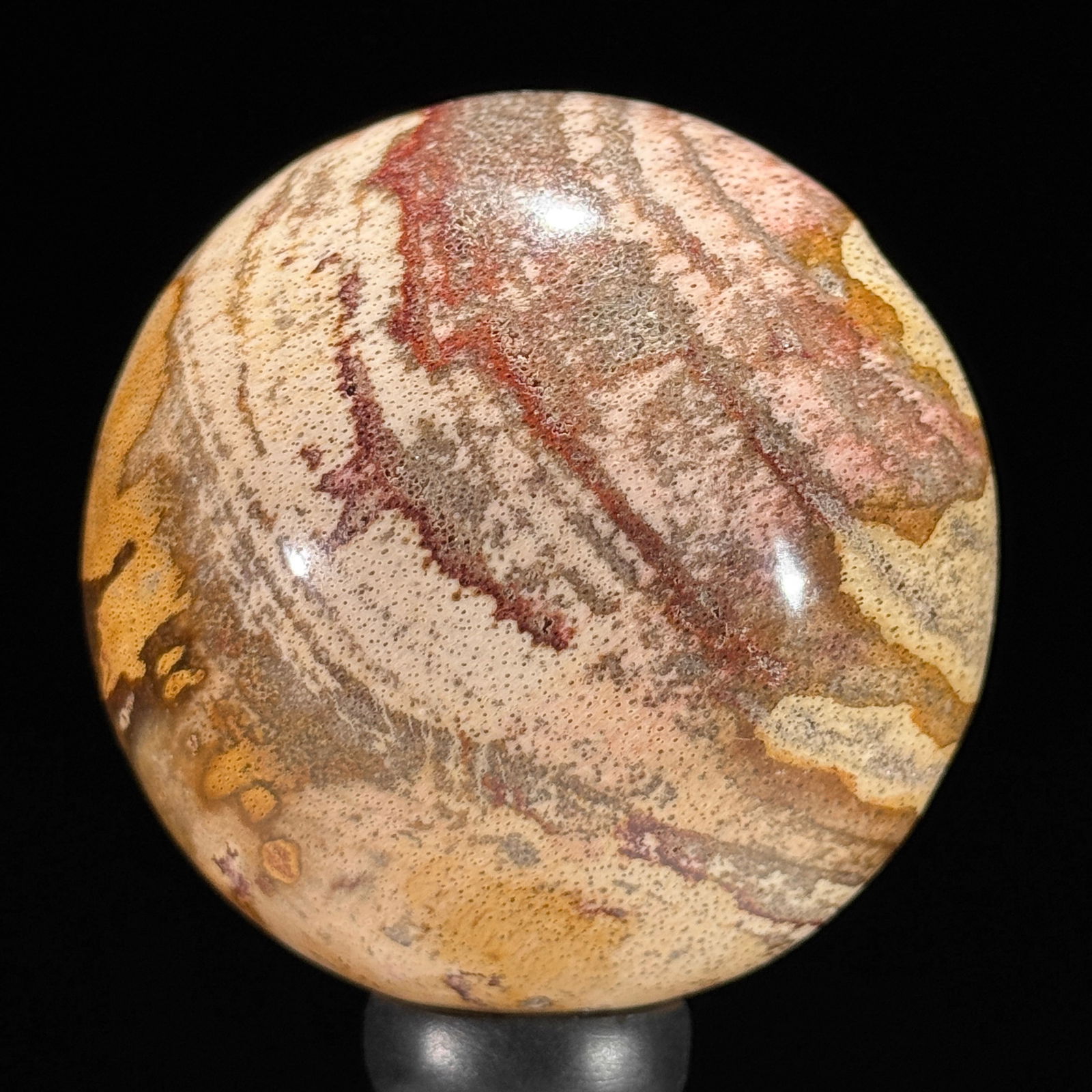 Stunning set of 3 Petrified wood spheres on stands - 7