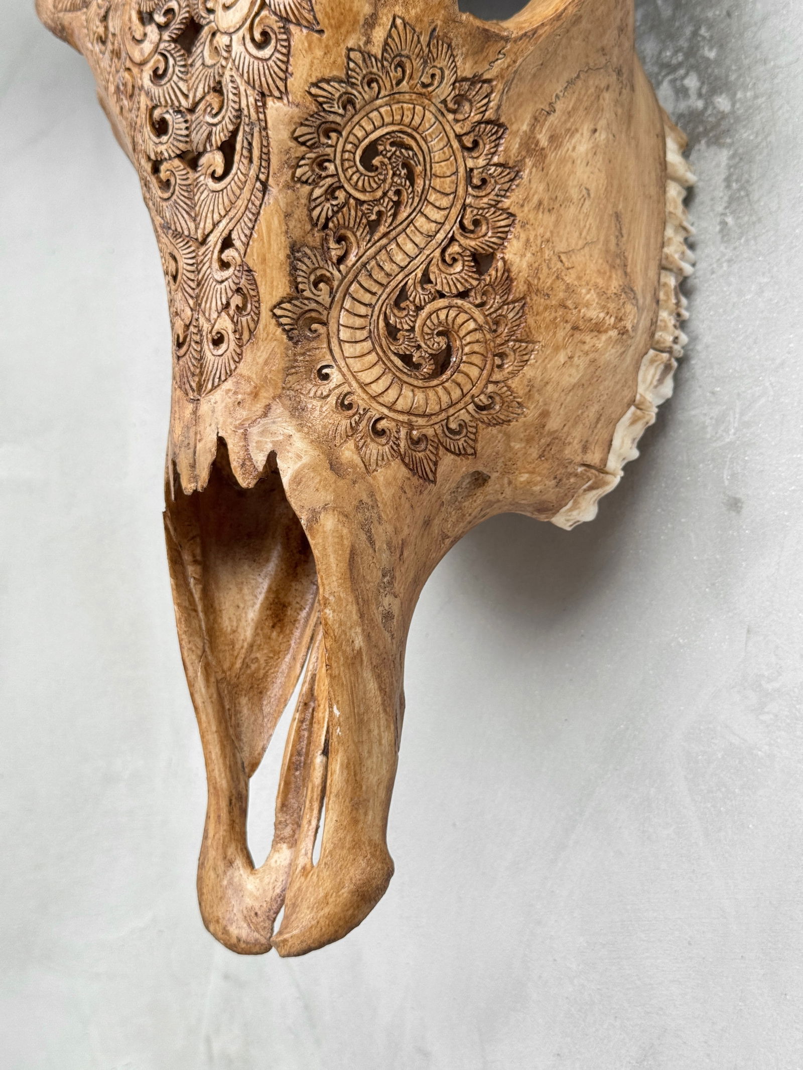 Brown carved buffalo skull - Leaf motif - 8