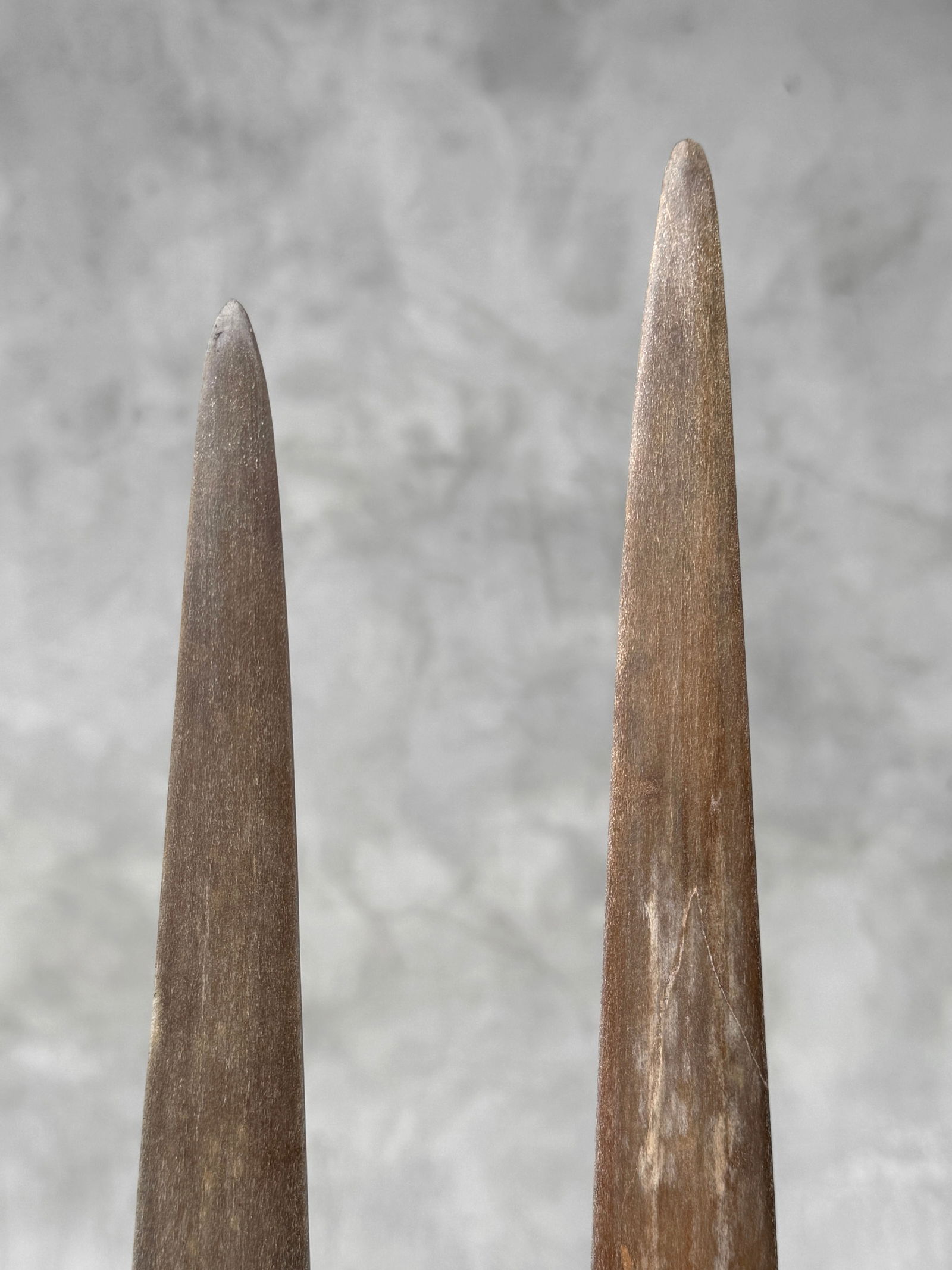 Pair of swordfish tusks with custom stands - 10