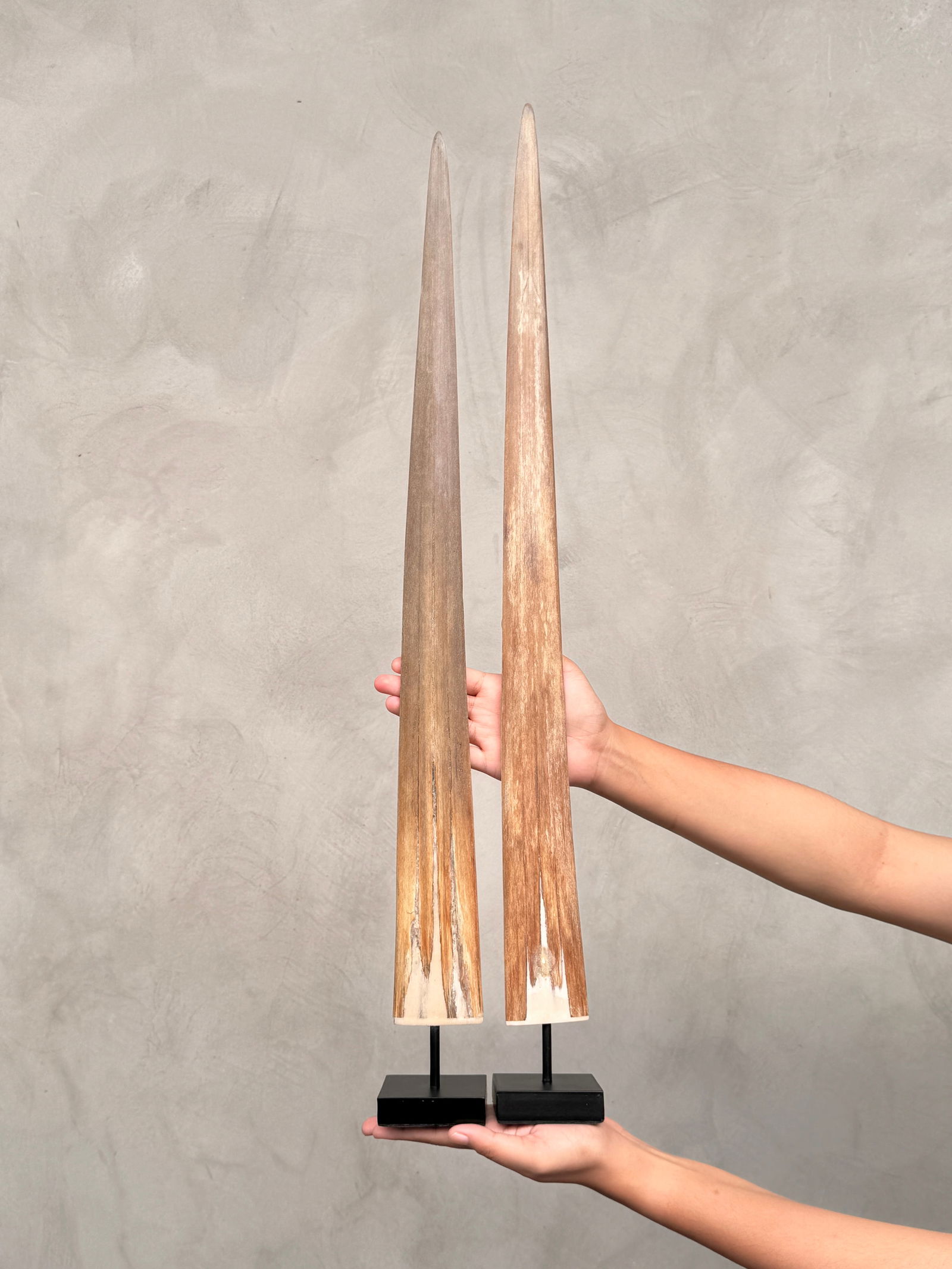 Pair of swordfish tusks with custom stands - 2