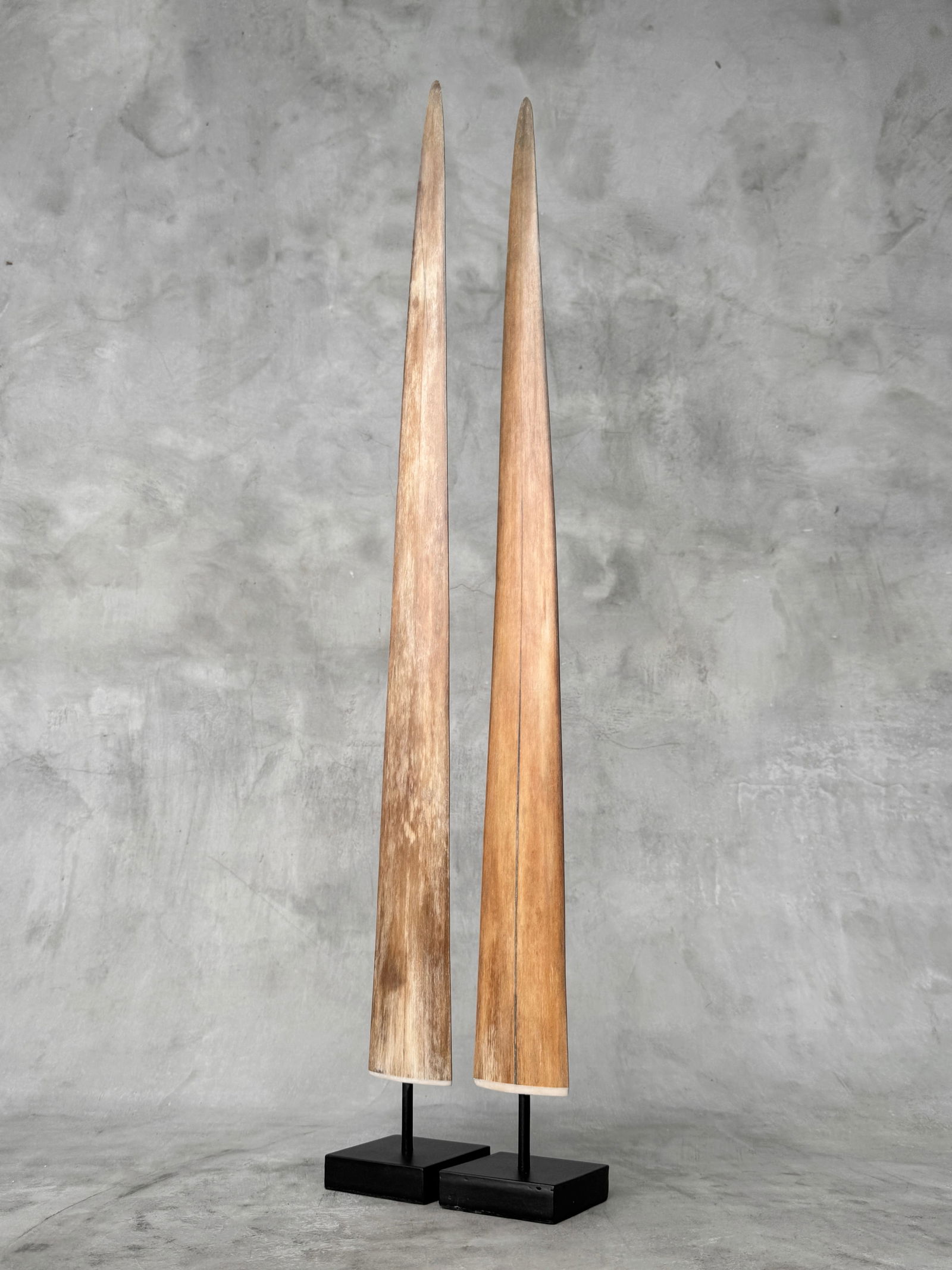 Pair of swordfish tusks with custom stands - 3