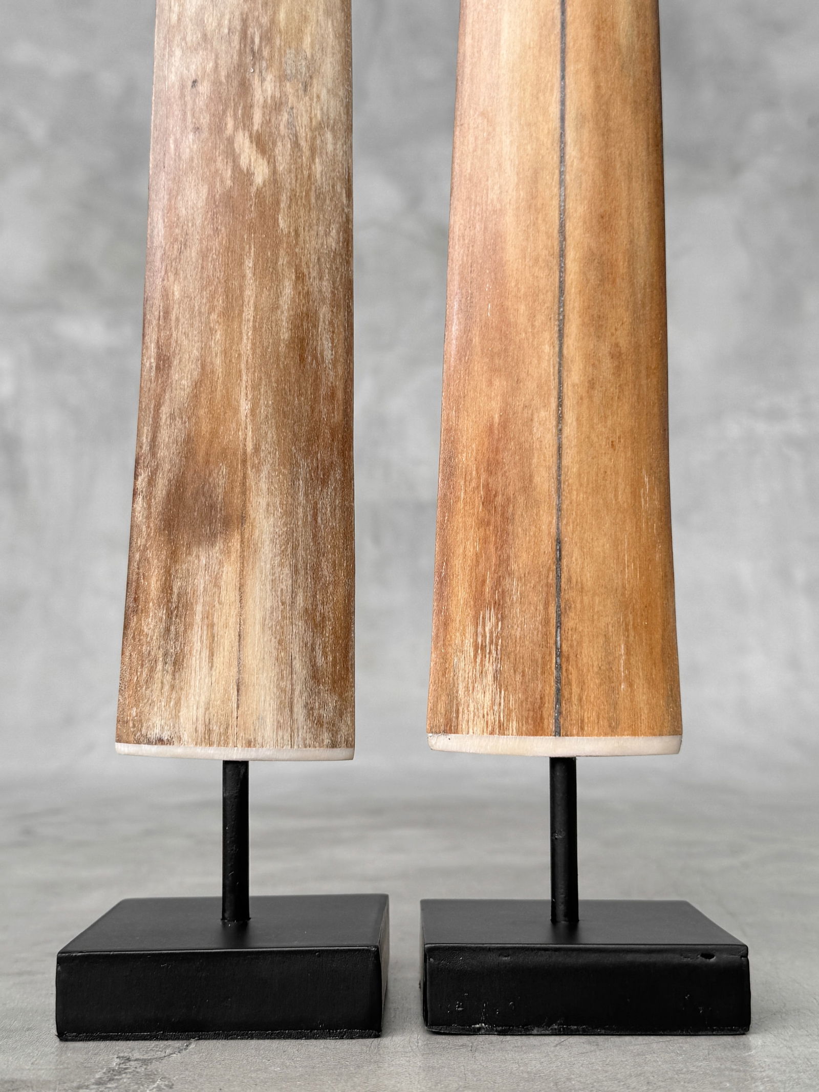 Pair of swordfish tusks with custom stands - 4