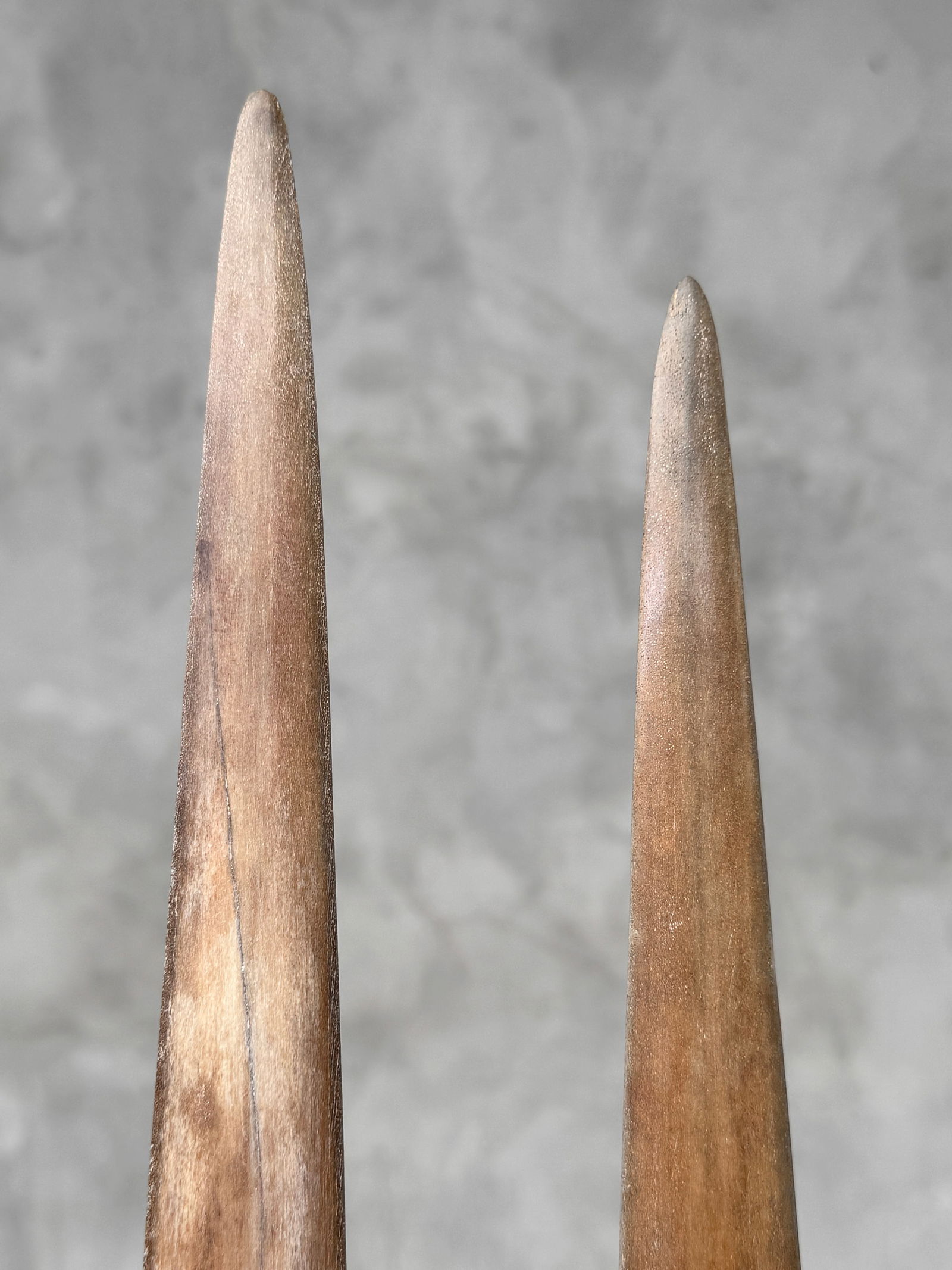 Pair of swordfish tusks with custom stands - 8