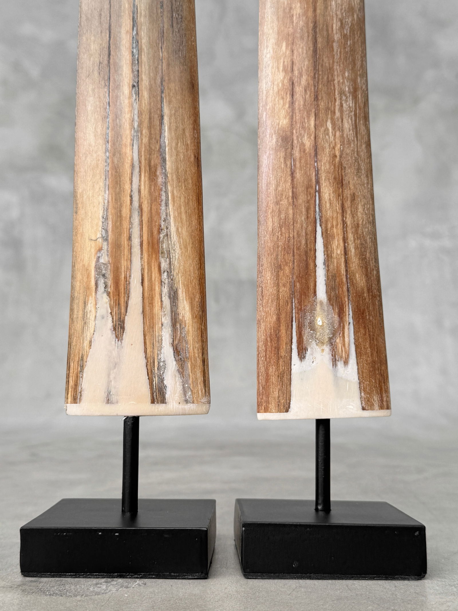 Pair of swordfish tusks with custom stands - 9