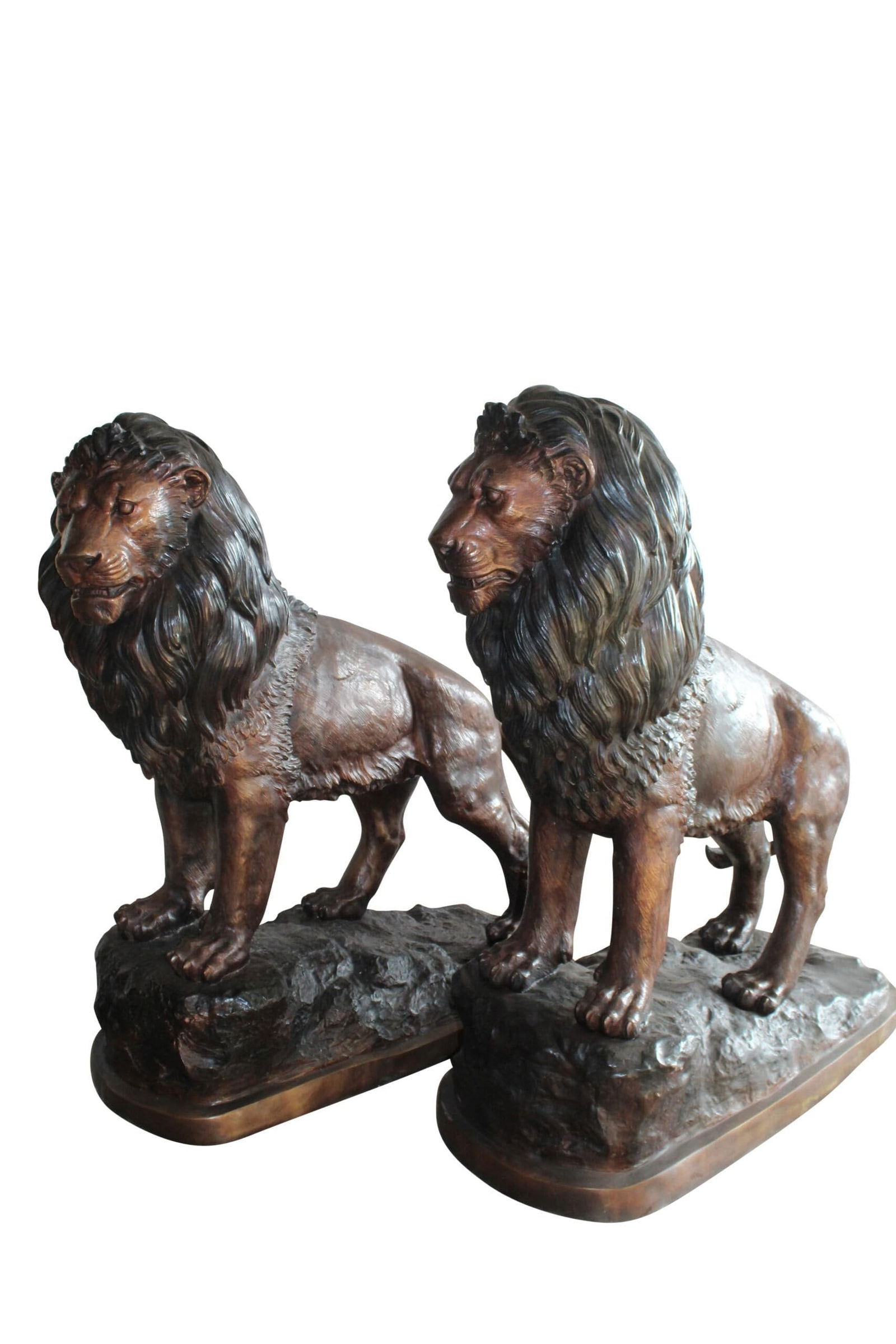 Lifesized Pair of Lions Bronze Statues 58" x 30" x 62"H: Title:Lifesized Pair of Lions Bronze Statues 58" x 30" x 62"H Description:Crafted in timeless bronze, this pair of life-sized lion statues stands regally on sturdy bases. Majestic and powerful, the in