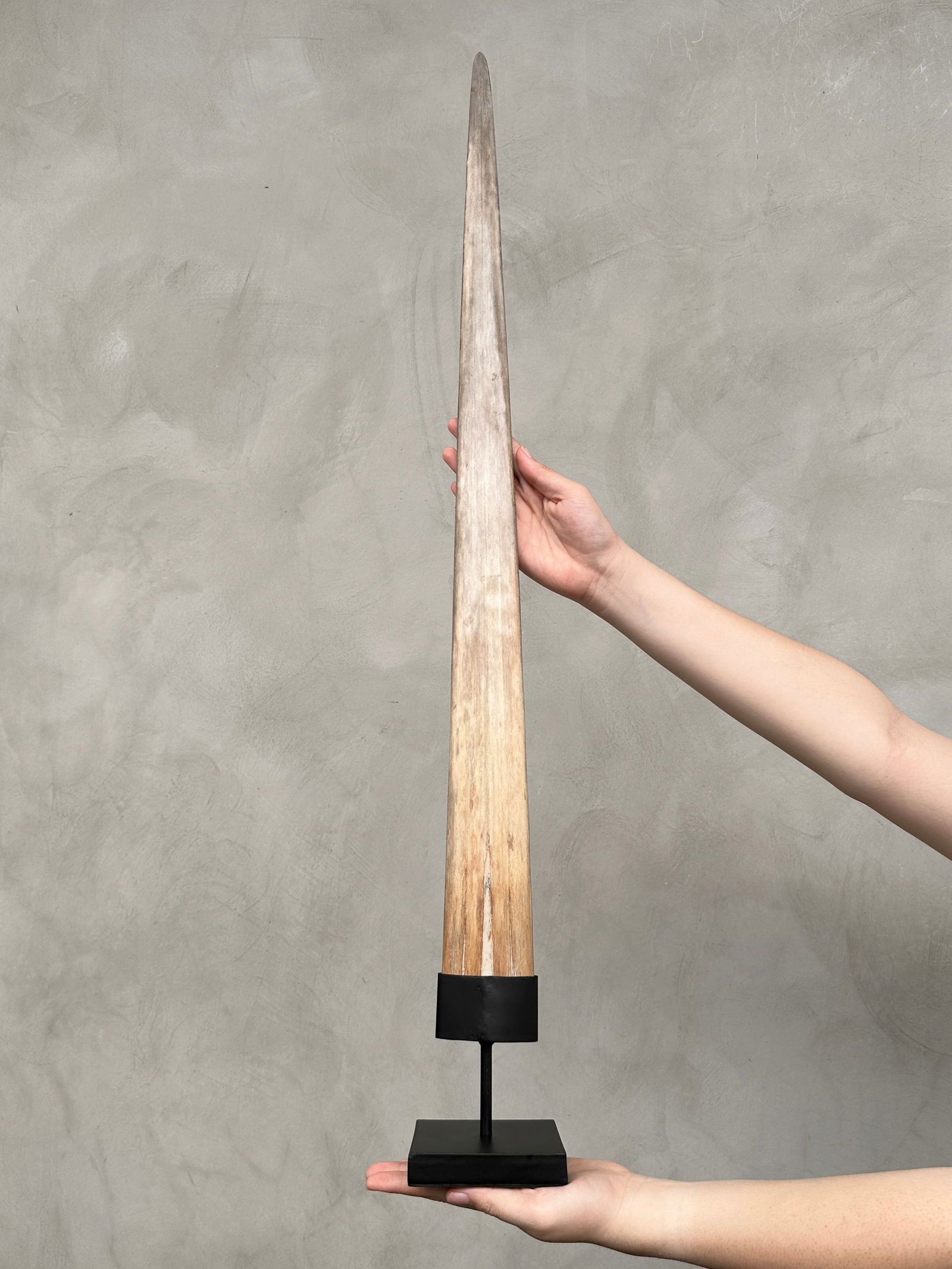 Large swordfish tusk - Wheku & Tiki - 2