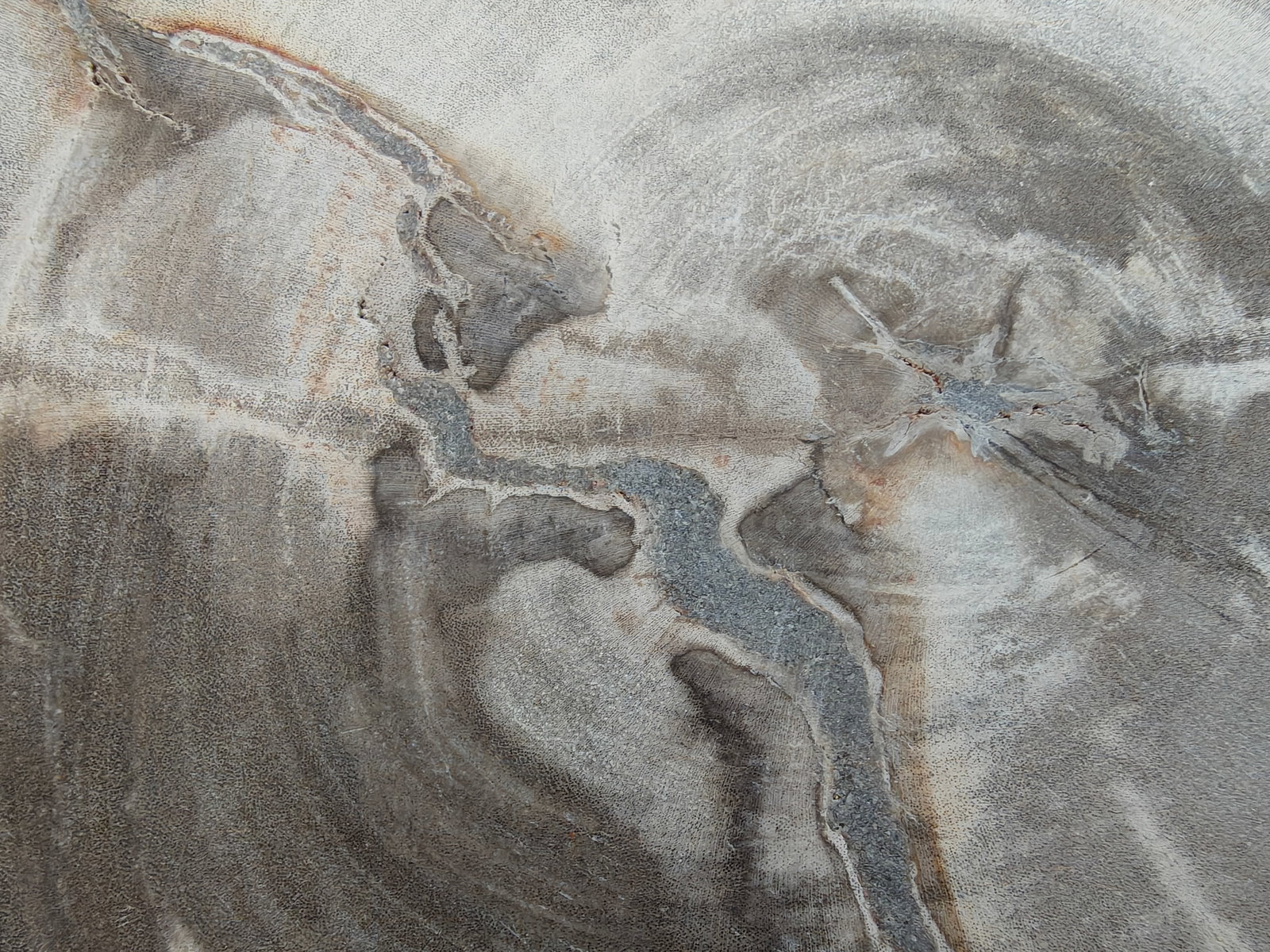 Palecek Petrified Wood Slab - 11