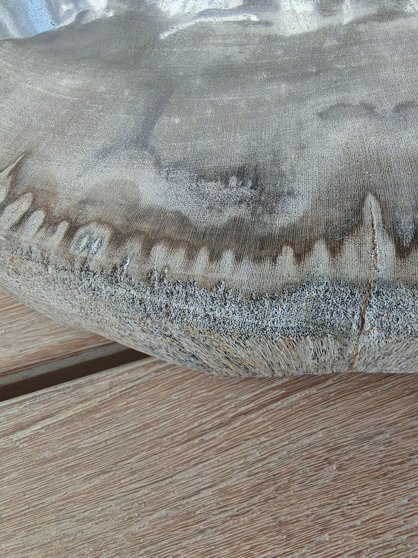 Palecek Petrified Wood Slab - 7