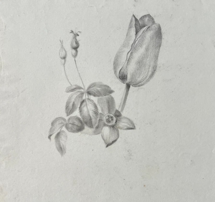 Antique Original Drawing Flowers, Tulip, Still Life 19th century (1 of 8)