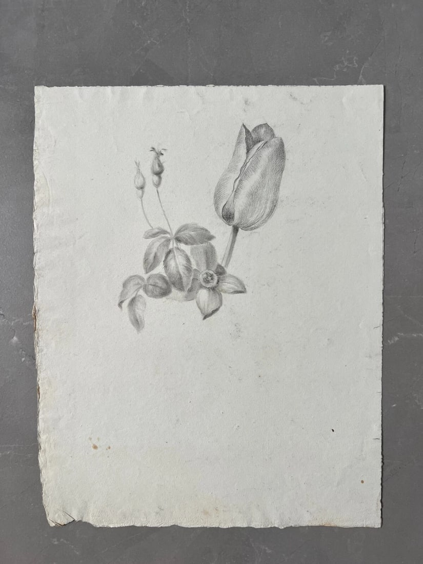 Antique Original Drawing Flowers, Tulip, Still Life 19th century - 2