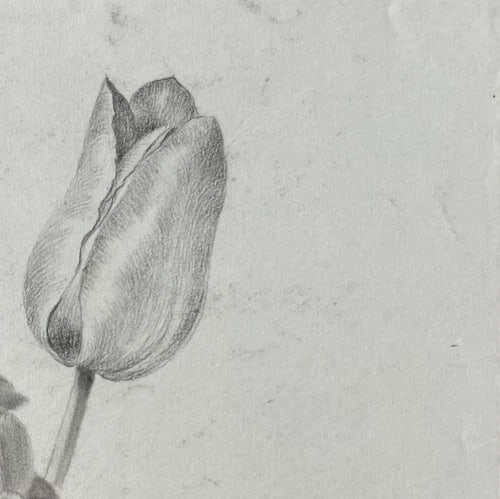 Antique Original Drawing Flowers, Tulip, Still Life 19th century - 3