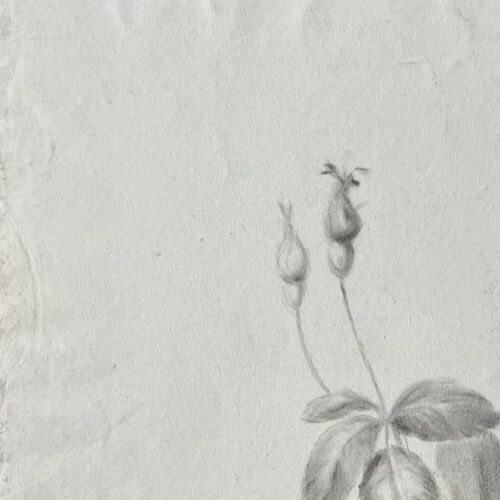 Antique Original Drawing Flowers, Tulip, Still Life 19th century - 4