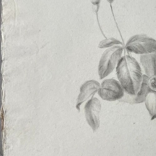 Antique Original Drawing Flowers, Tulip, Still Life 19th century - 5
