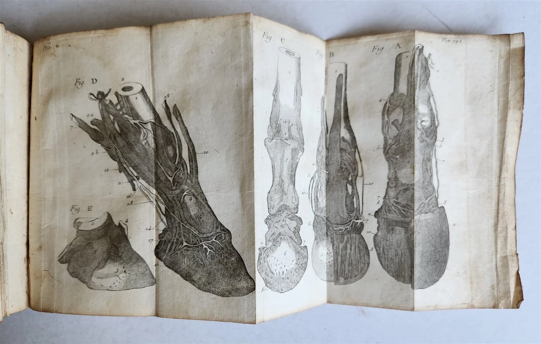 1792 HORSE ANATOMY VETERINARY TREATISE ILLUSTRATED w/ 9 WOODCUTS antique - 10