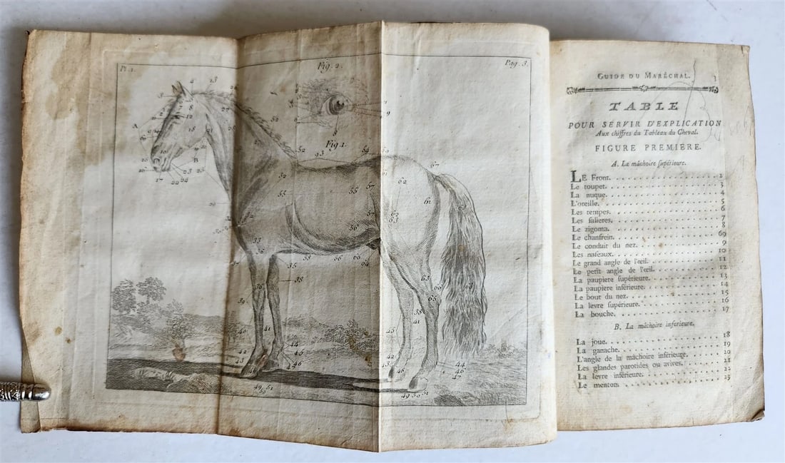 1792 HORSE ANATOMY VETERINARY TREATISE ILLUSTRATED w/ 9 WOODCUTS antique - 5