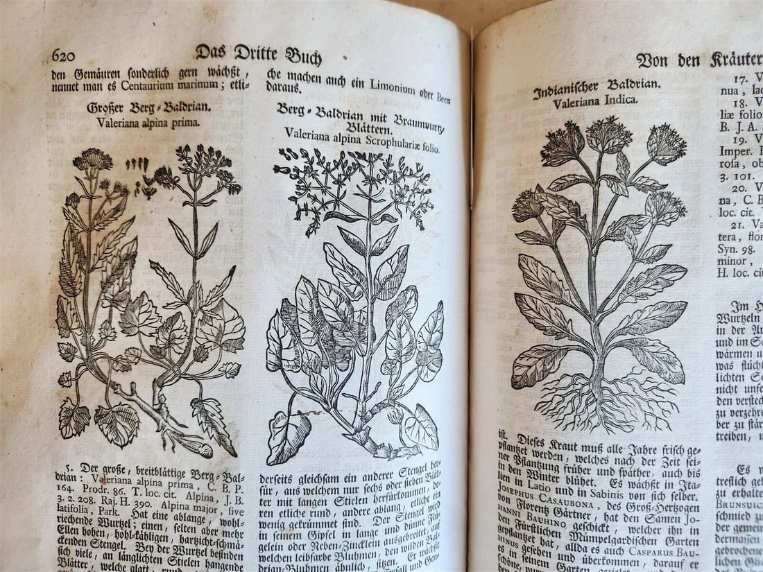 1744 THEATRUM BOTANICUM ULLISTRATED GERMAN HERBAL antique PIGSKIN BOUND FOLIO - 12