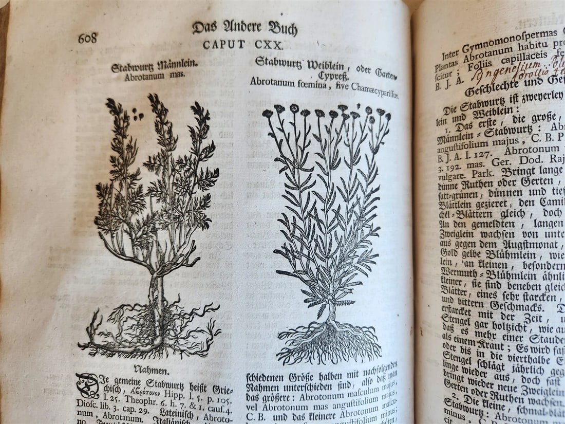 1744 THEATRUM BOTANICUM ULLISTRATED GERMAN HERBAL antique PIGSKIN BOUND FOLIO - 13