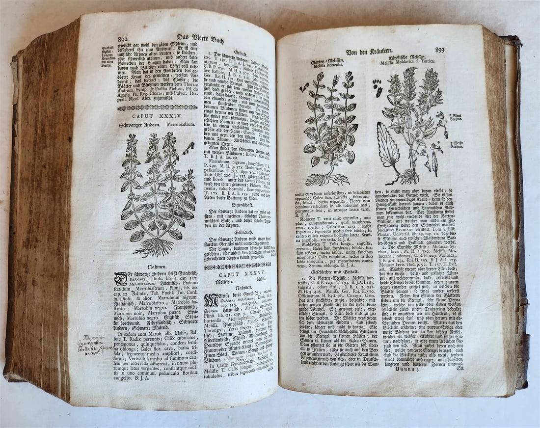 1744 THEATRUM BOTANICUM ULLISTRATED GERMAN HERBAL antique PIGSKIN BOUND FOLIO - 15