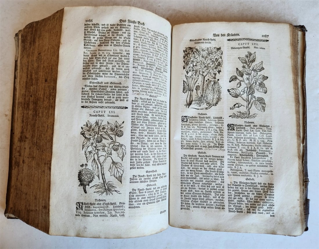 1744 THEATRUM BOTANICUM ULLISTRATED GERMAN HERBAL antique PIGSKIN BOUND FOLIO - 19