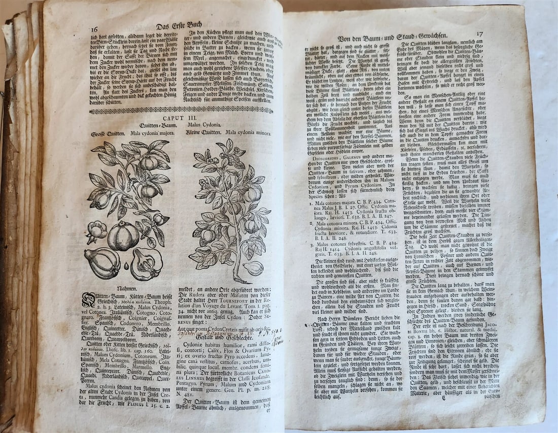 1744 THEATRUM BOTANICUM ULLISTRATED GERMAN HERBAL antique PIGSKIN BOUND FOLIO - 5