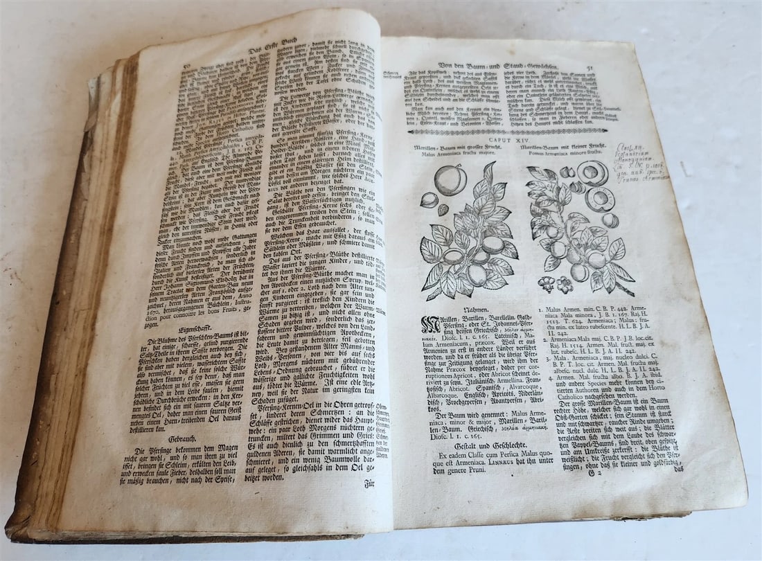 1744 THEATRUM BOTANICUM ULLISTRATED GERMAN HERBAL antique PIGSKIN BOUND FOLIO - 6