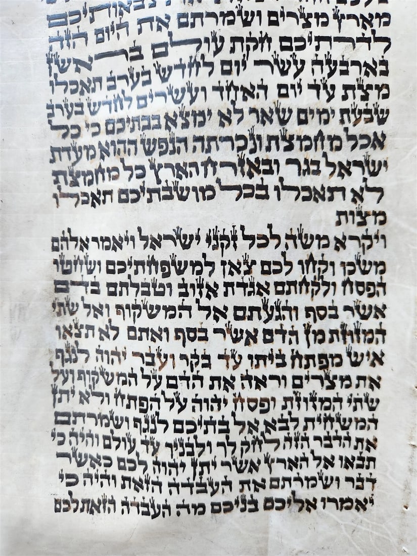 TORAH SCROLL FRAGMENT MANUSCRIPT on VELLUM antique BIBLE EXODUS 12:5-14:28 - 2