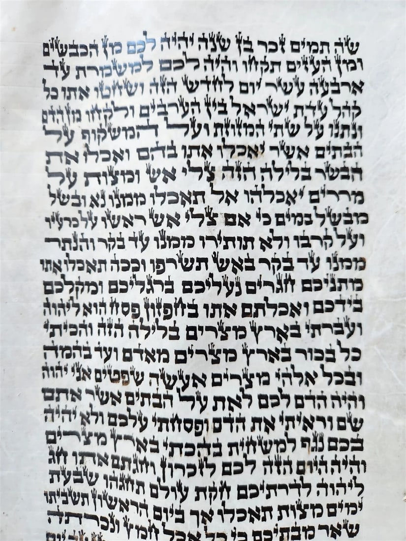 TORAH SCROLL FRAGMENT MANUSCRIPT on VELLUM antique BIBLE EXODUS 12:5-14:28 - 3