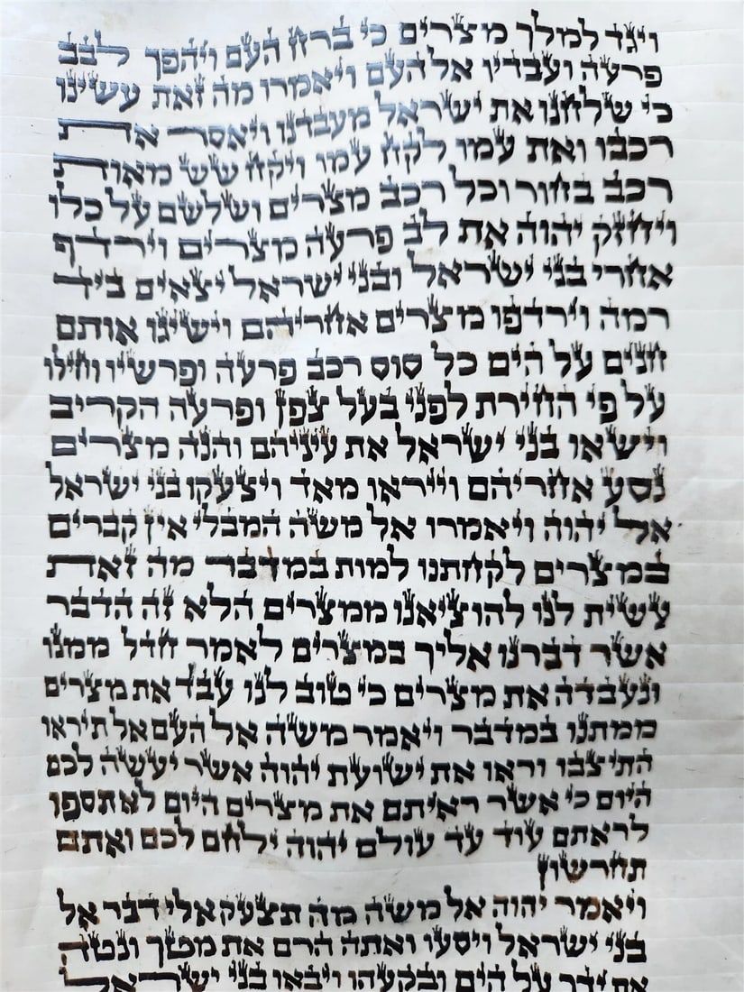 TORAH SCROLL FRAGMENT MANUSCRIPT on VELLUM antique BIBLE EXODUS 12:5-14:28 - 4