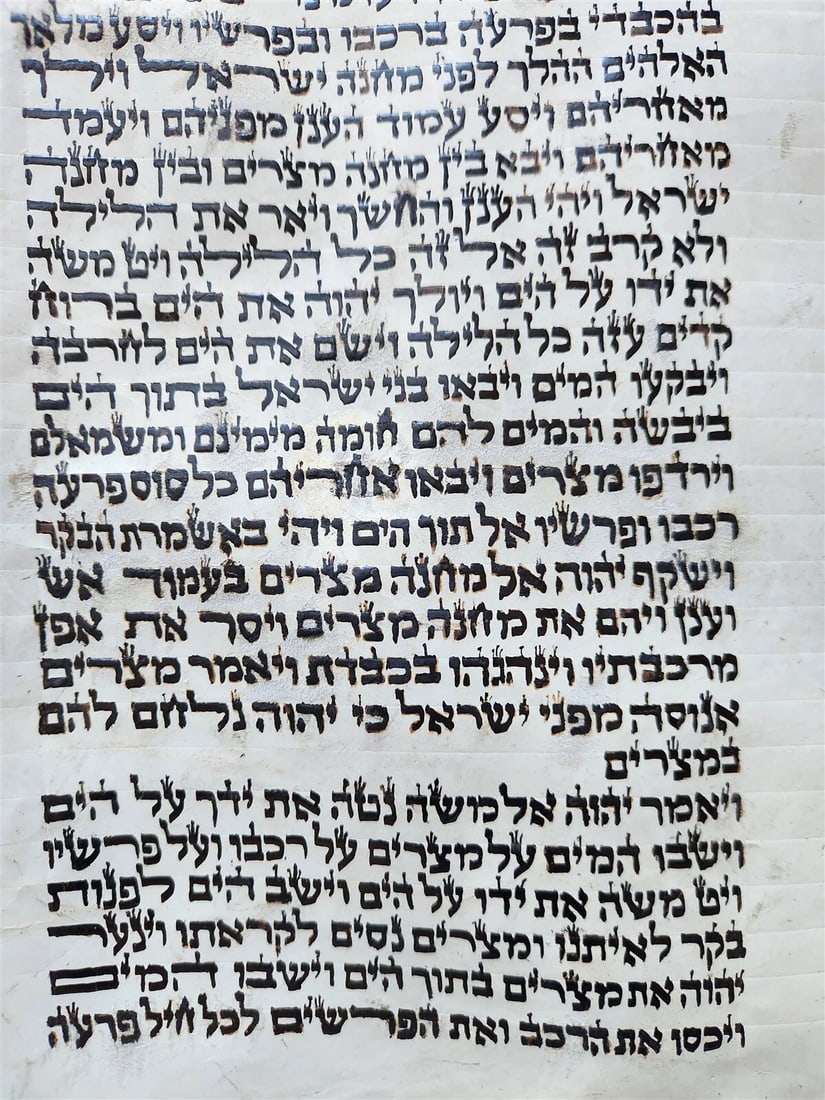 TORAH SCROLL FRAGMENT MANUSCRIPT on VELLUM antique BIBLE EXODUS 12:5-14:28 - 5