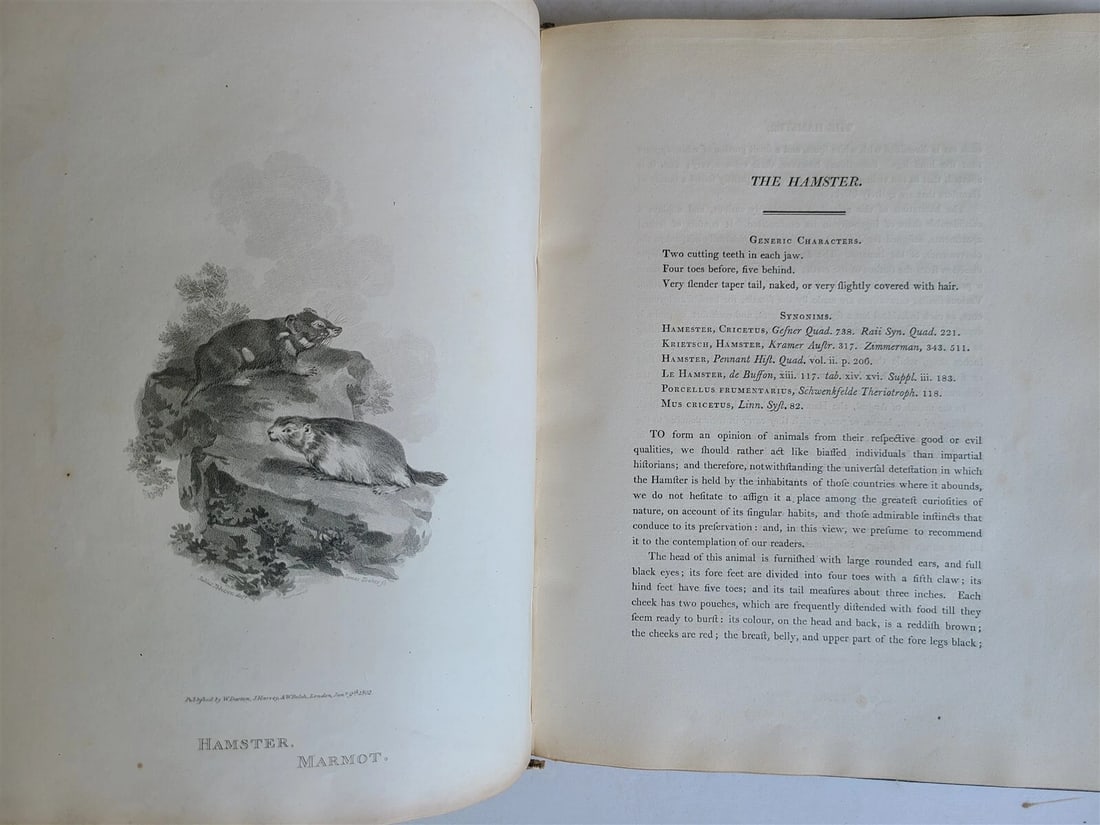 1805 CABINET of QUADRUPEDS ILLUSTRATED 2 FOLIO VOLUMES antique in ENGLISH - 4