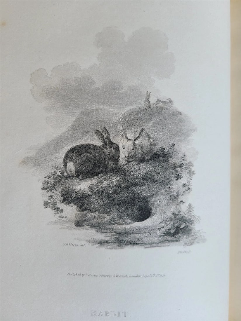 1805 CABINET of QUADRUPEDS ILLUSTRATED 2 FOLIO VOLUMES antique in ENGLISH - 6