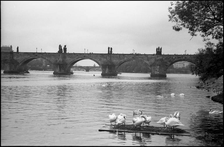 Swans on the Vltava River, Prague - Silver Gelatin (1 of 3)