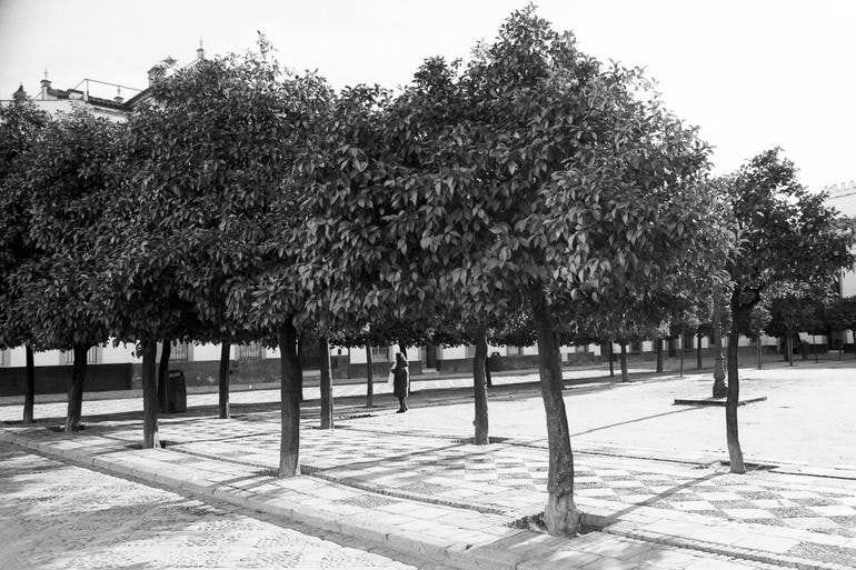 Trees, Seville, Spain - Silver Gelatin: Title: Trees, Seville, Spain - Silver Gelatin Description: Trees, Seville, Spain - Silver Gelatin Photograph - Limited Edition of 10 Paul Cooklin United Kingdom Photography, Black & White on Paper Siz