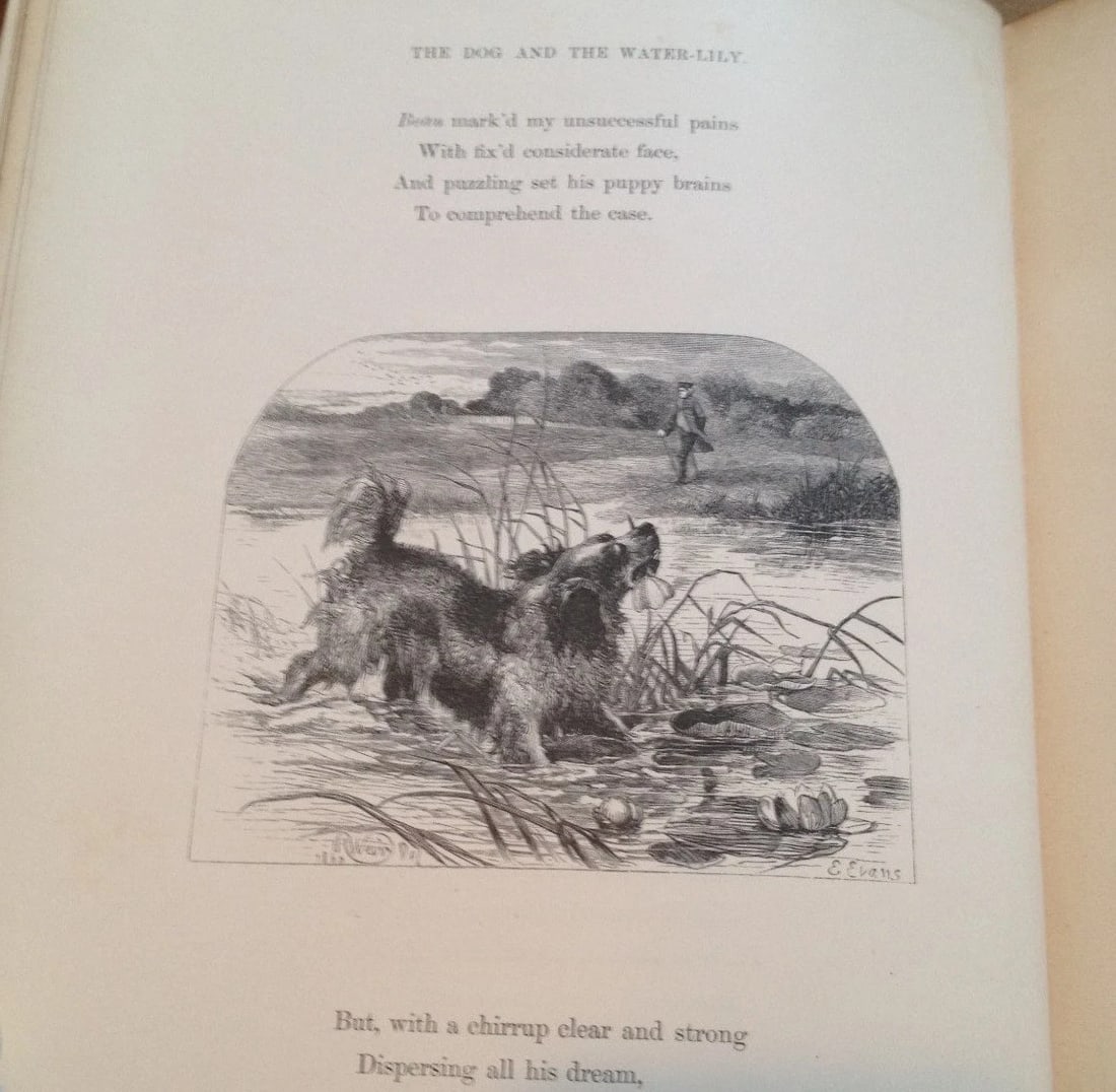 THE POETRY OF NATURE ILLUSTRATED Harrison Weir Antique London Sampson Low1861 HC - 7