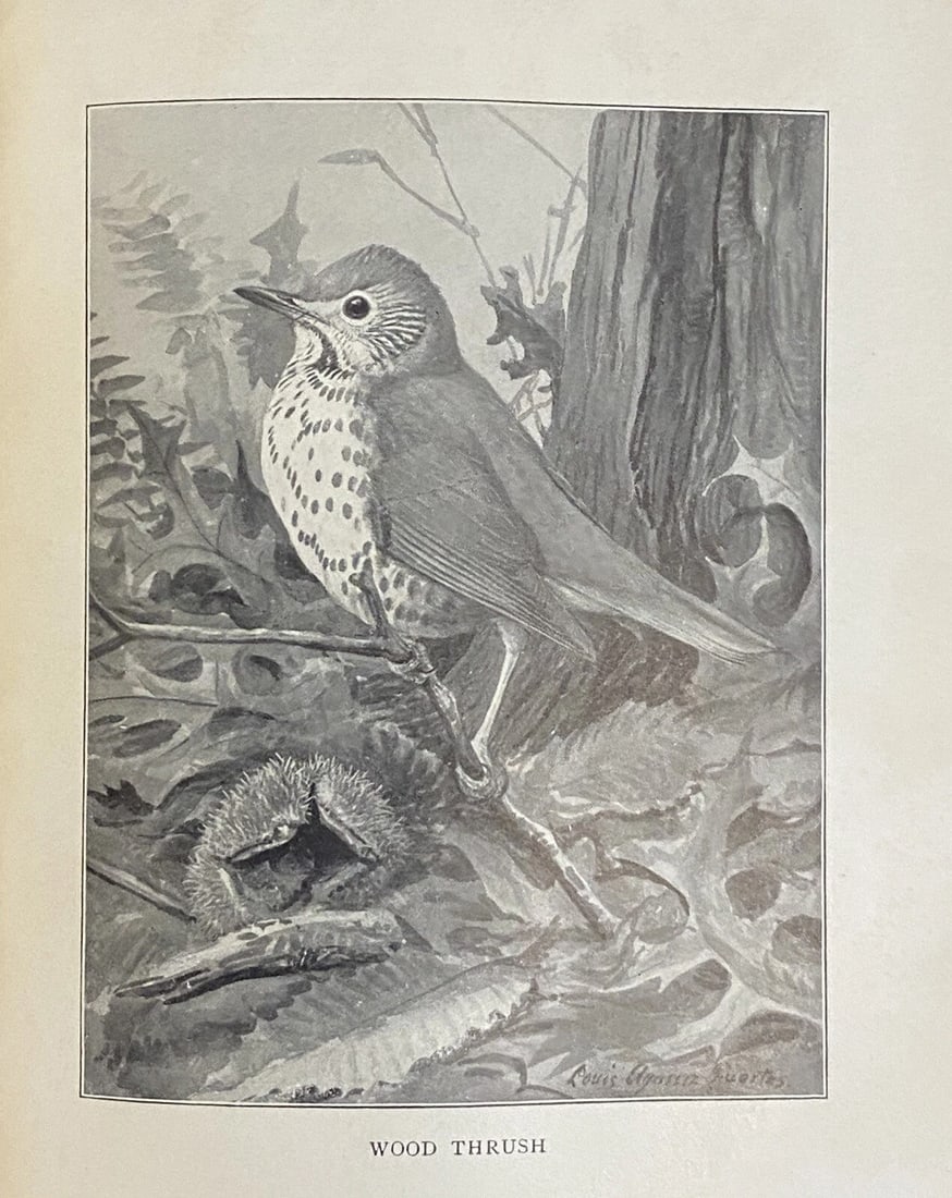 Bird Stories from Burroughs -John Burroughs 1909 HC Illustrated - 7