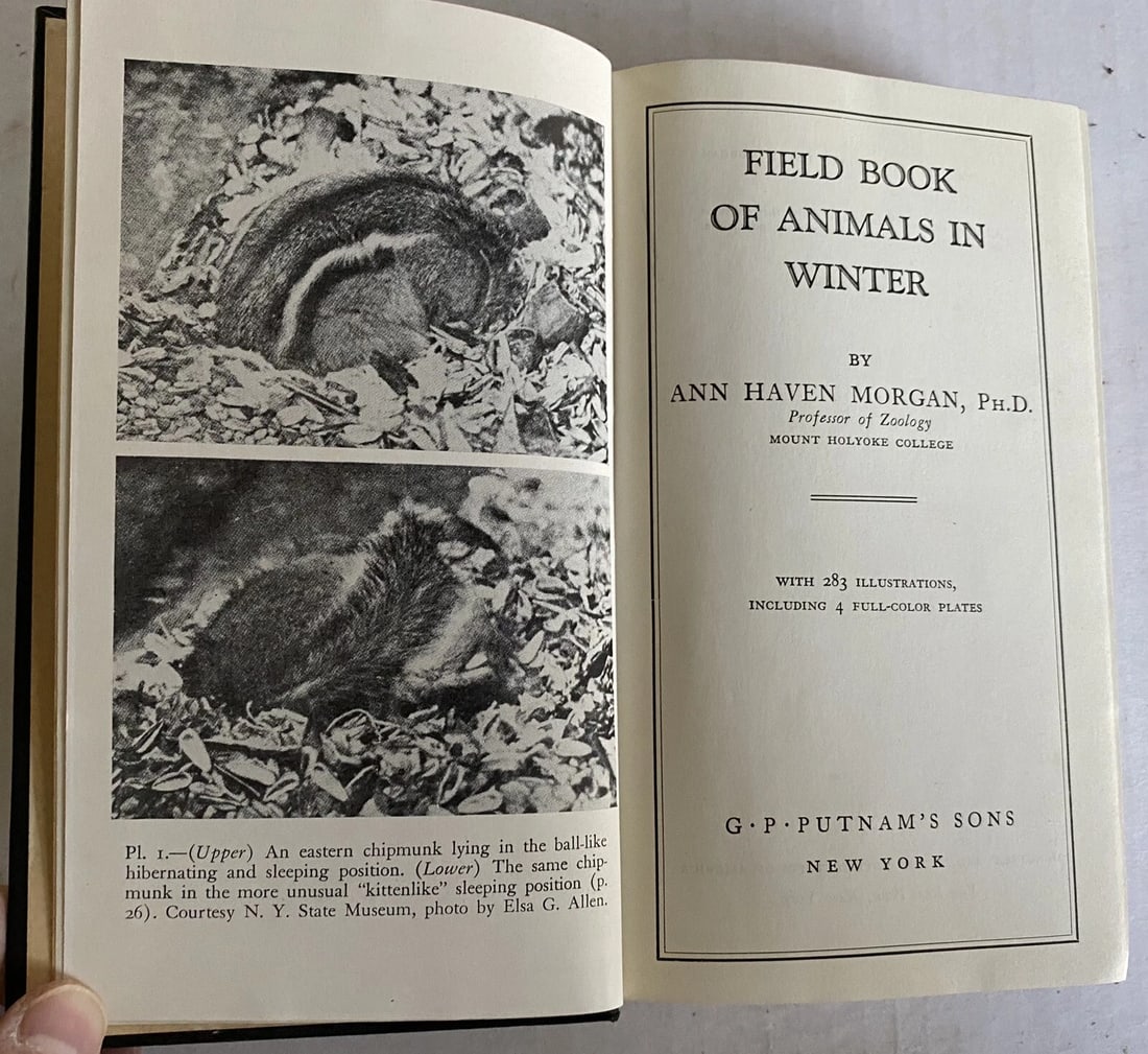 Field Book of Animals in Winter Ann Haven Morgan VTG HC 1st/2nd Putnam VG/Near F - 3