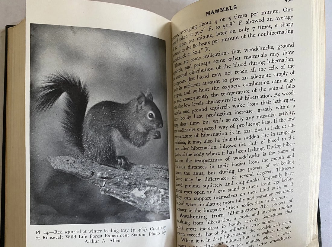 Field Book of Animals in Winter Ann Haven Morgan VTG HC 1st/2nd Putnam VG/Near F - 6