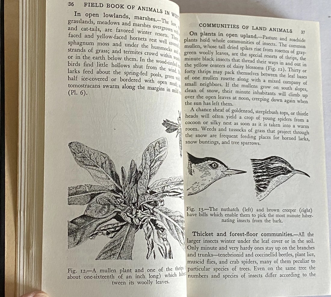 Field Book of Animals in Winter Ann Haven Morgan VTG HC 1st/2nd Putnam VG/Near F - 8