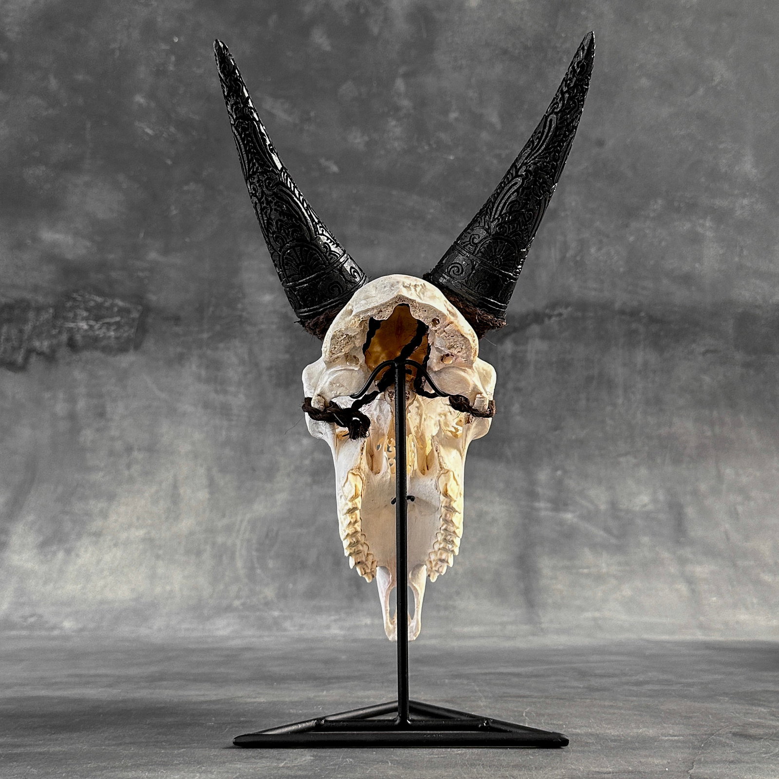 Authentic white goat skull with carved horns on a custom stand - Lotus carving - 10