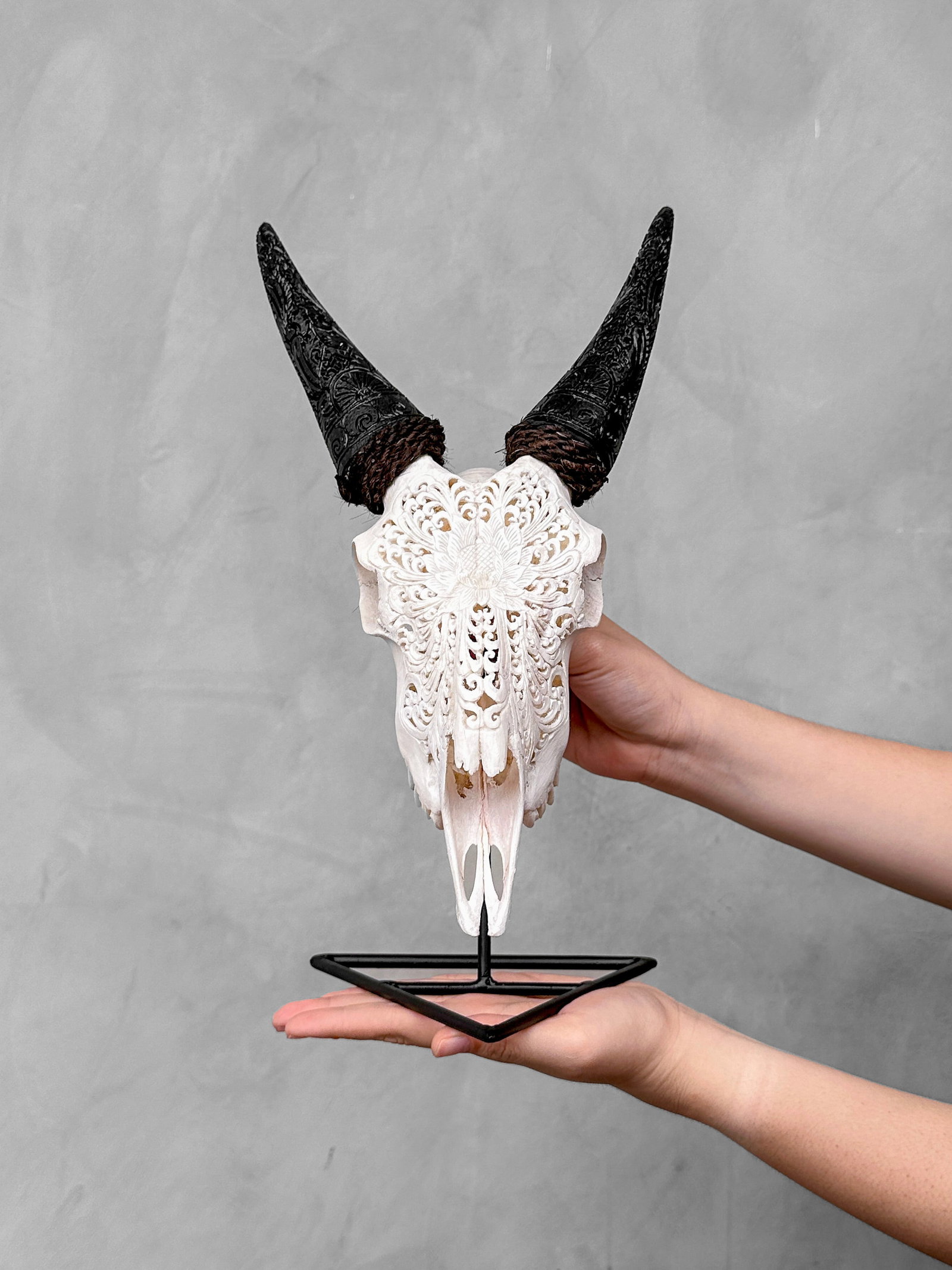 Authentic white goat skull with carved horns on a custom stand - Lotus carving - 2