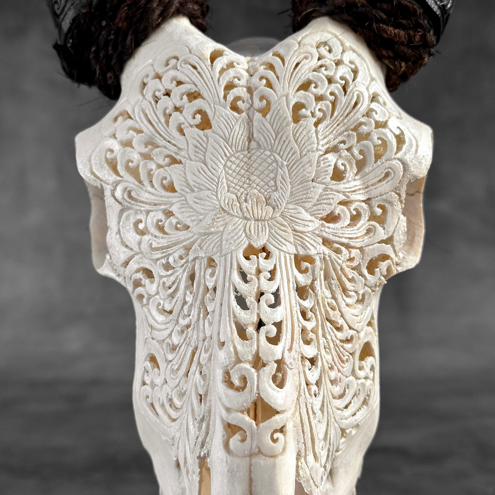 Authentic white goat skull with carved horns on a custom stand - Lotus carving - 3