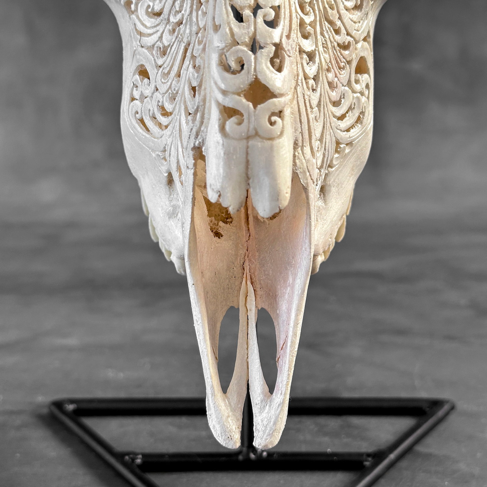 Authentic white goat skull with carved horns on a custom stand - Lotus carving - 4