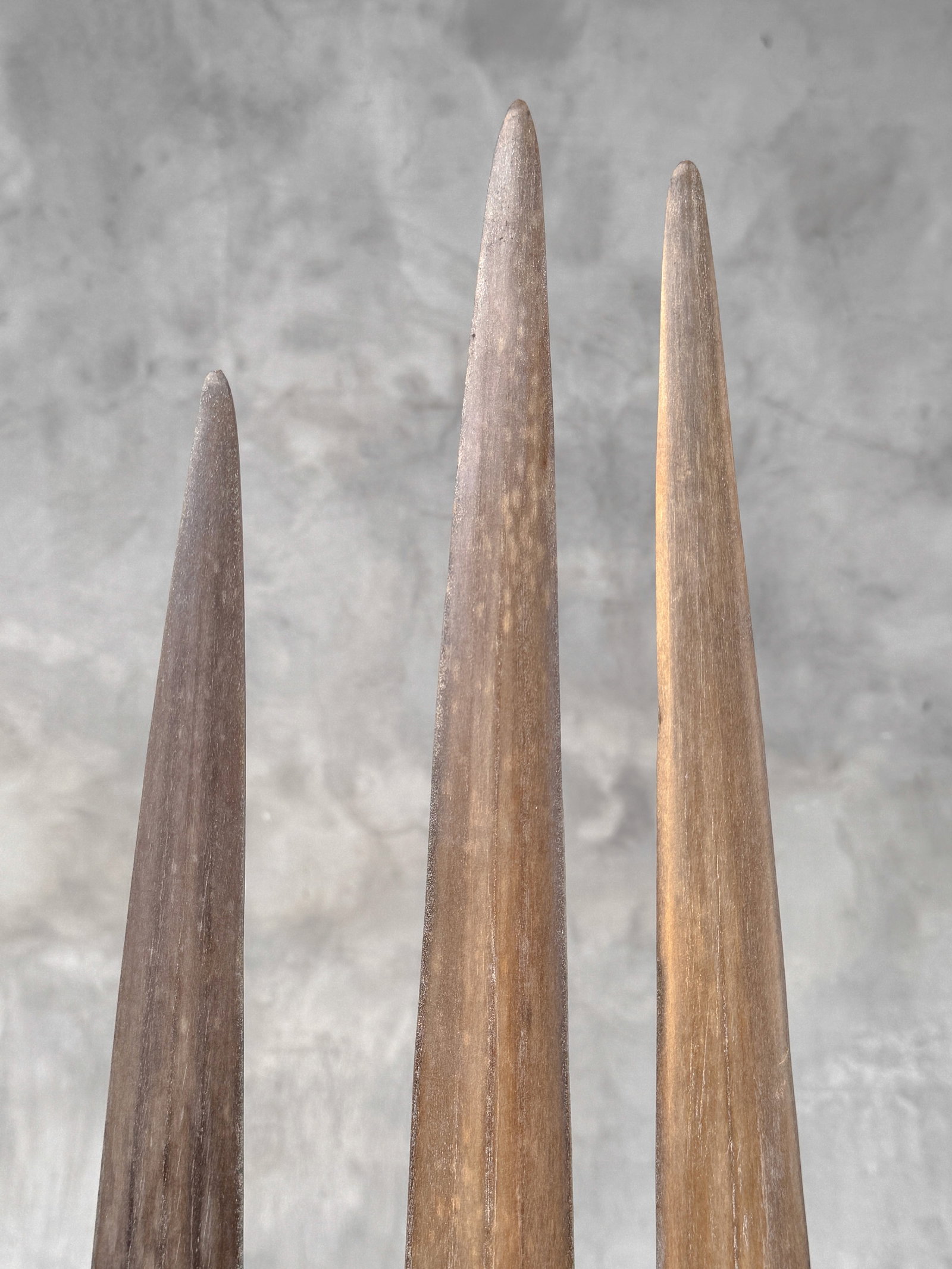 Swordfish tusk trio with custom stands - 10