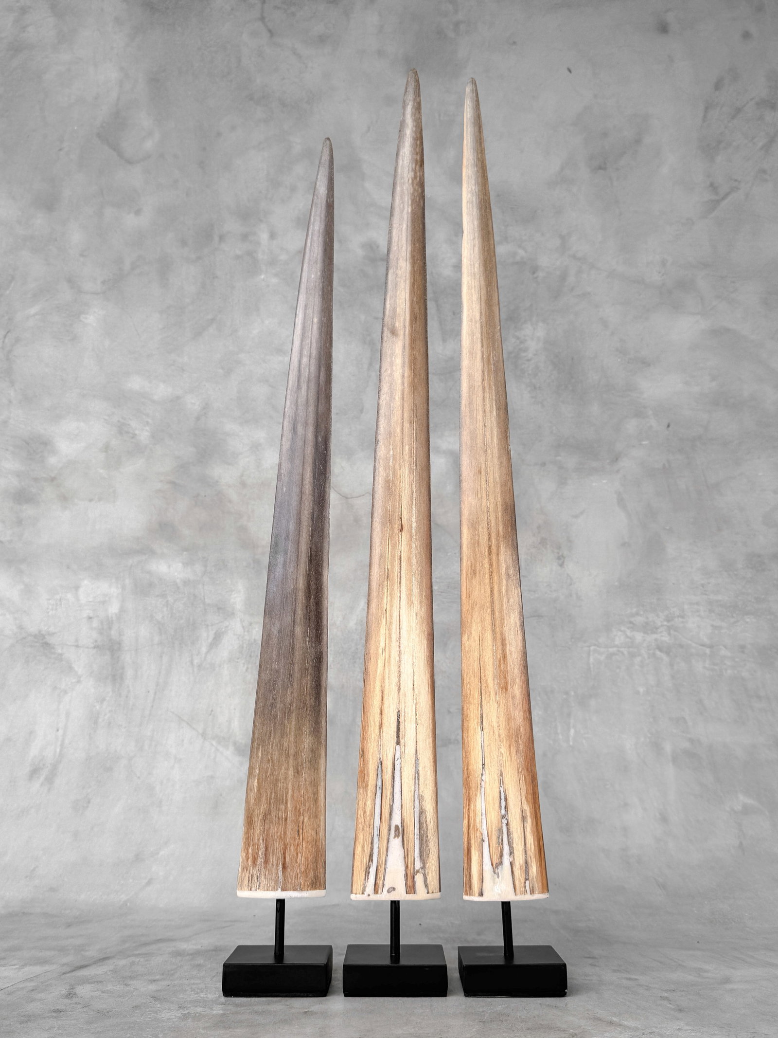 Swordfish tusk trio with custom stands - 2