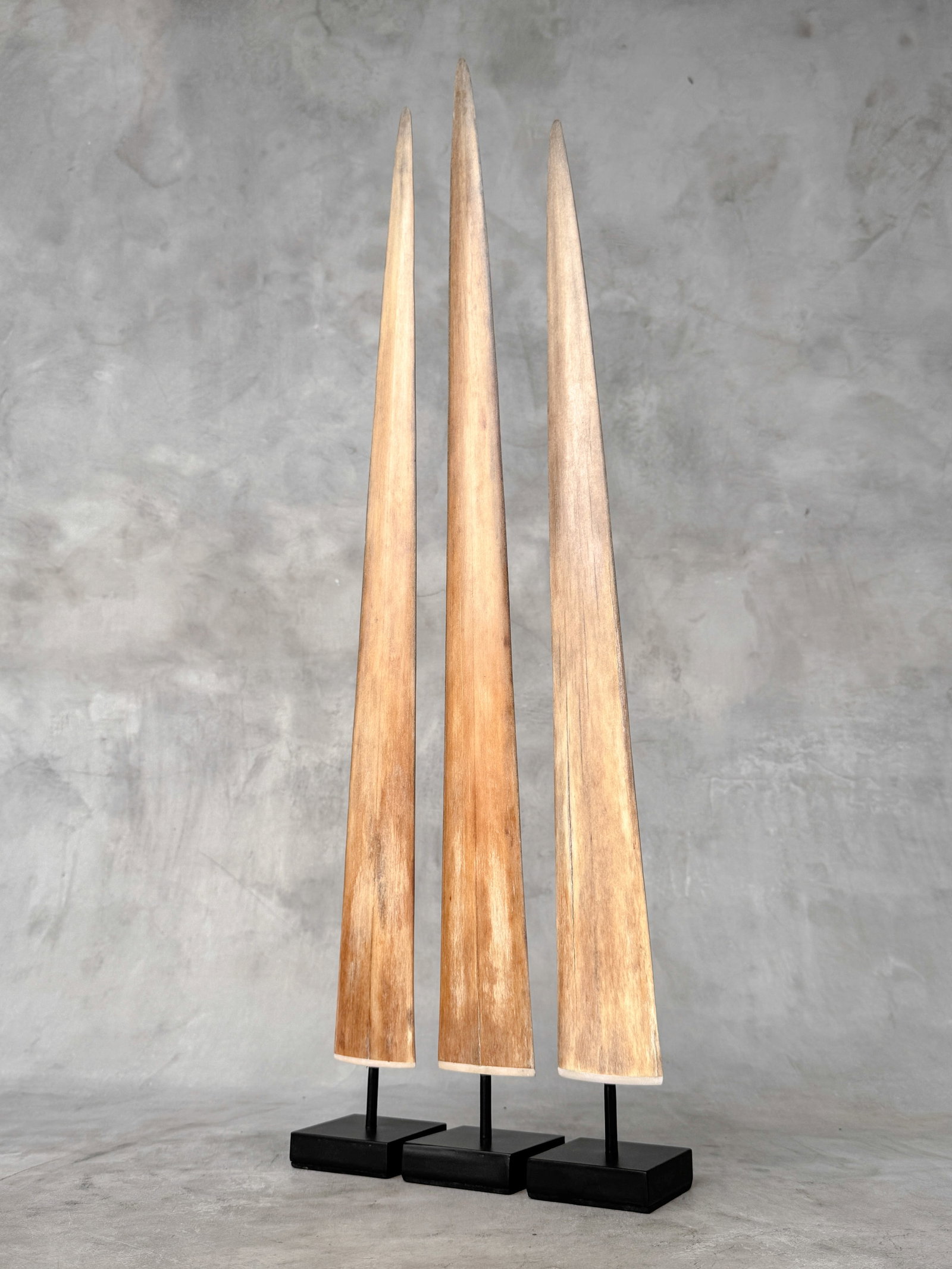 Swordfish tusk trio with custom stands - 3