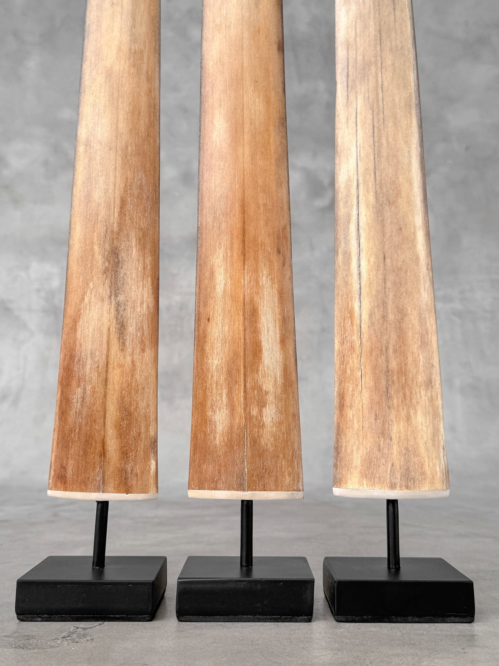 Swordfish tusk trio with custom stands - 4