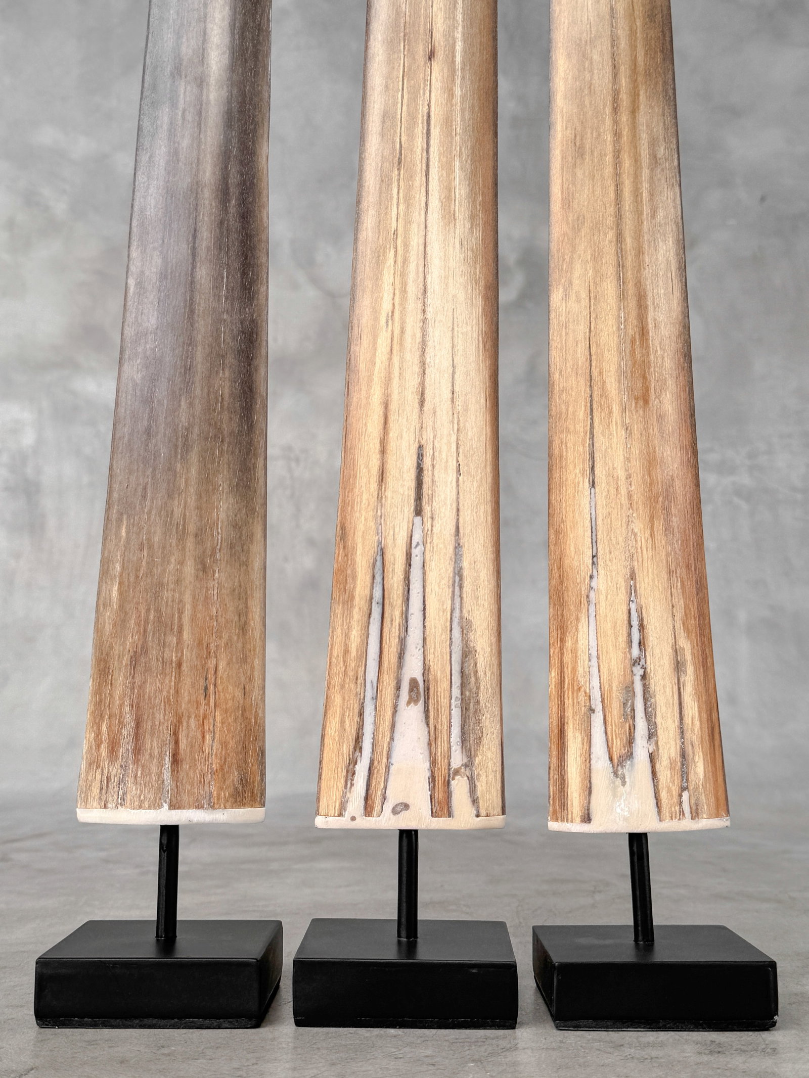 Swordfish tusk trio with custom stands - 9