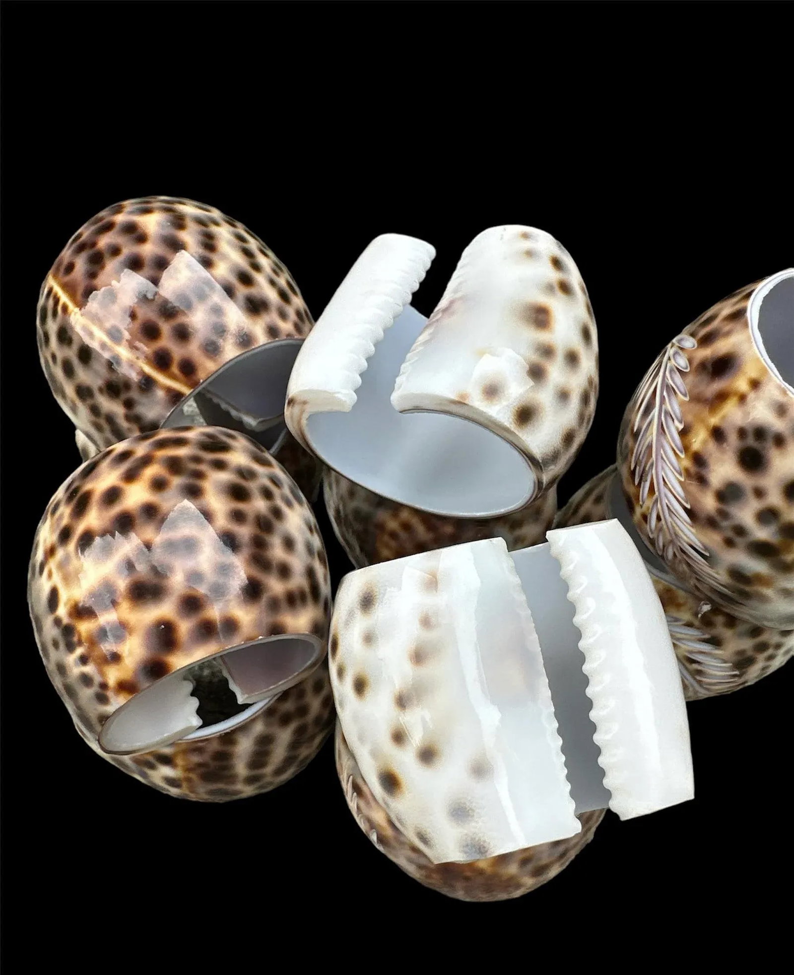 Set of 10 Tiger Cowrie Seashell Napkin Rings Engraved - 2