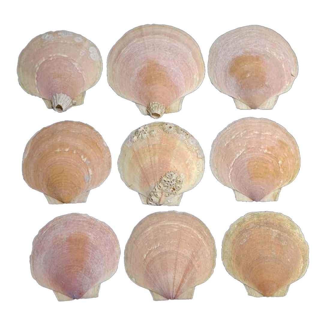 Pink Sea Shell Collection - Set of 12 (1 of 3)
